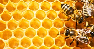 Close up view of the working bees on honeycells.